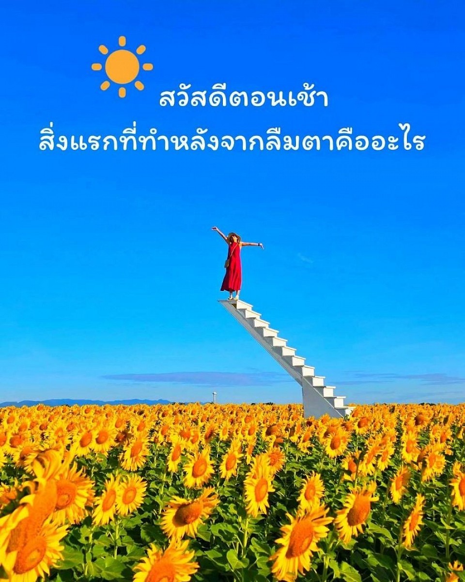ชมทุ่งทานตะวัน | ที่ลพบุรี